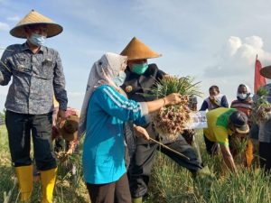 Bupati OKU Timur Dukung Petani Tanam Bawang Merah Di Desa Banyumas OKU Timur