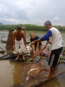 Warga Lepas Ikan Pari Raksasa, Bupati DRA: Komitmen Muba Jaga Biota Sungai