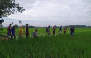 Upaya Cepat POPT Kecamatan Martapura Antispasi Hama Penggerek Batang dan Sundep