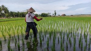Petani Sulit Mencari Pupuk Bersubsidi, Ini Tanggapan Dinas Pertanian OKU Timur