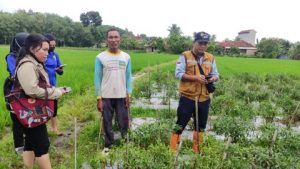 Cabai Petani Di Serang Hama Jamur, POPT Martapura Gerak Cepat ke Lokasi