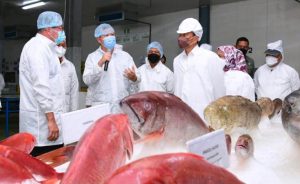 Kunjungi PT SIS, Wujud Jokowi Dukung Pengolahan Ikan di Tual