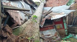 Dua Orang Terpaksa Dilarikan ke Rumah Sakit Akibat Tertimpa Pohon