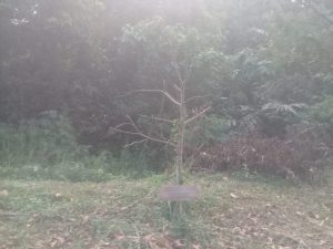 Pohon Buah Tanaman Pejabat Saat HUT OKU Selatan Ke-15 Ada yang Mati