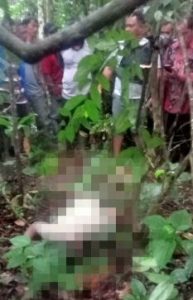 Breaking News: Mayat Pria ditemukan di Kebun Karet Desa Remayu, Mura