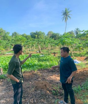 Kebun Pepaya Sebagai Pengahasilan Sampingan Desa Banding Anyar?