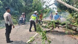 Polres Musi Rawas Evakuasi Pohon Tumbang di Jalur Agropolitan Center