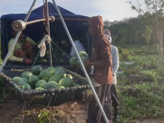 Manfaatkan Lahan Setengah Hektare Hasilkan 30 Ton Semangka
