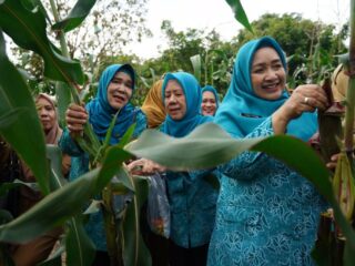 Edukasi Masyarakat Tekan Inflasi, Pj Ketua TP PKKK Sumsel Tyas Fatoni Panen Sayur di Kitchen Garden JSC Palembang