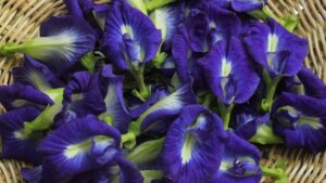 Bunga Telang: Pesona Warna Biru yang Menyimpan Rahasia Kesehatan