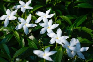 Bunga Melati: Aroma yang Menenangkan, Manfaat yang Luar Biasa untuk Kesehatan