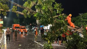 Gerak Cepat BPBD Muba Evakuasi Pohon Tumbang di Sekayu