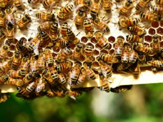 Terapi Sengat Lebah: Sebuah Solusi untuk Meredakan Gejala Rematik